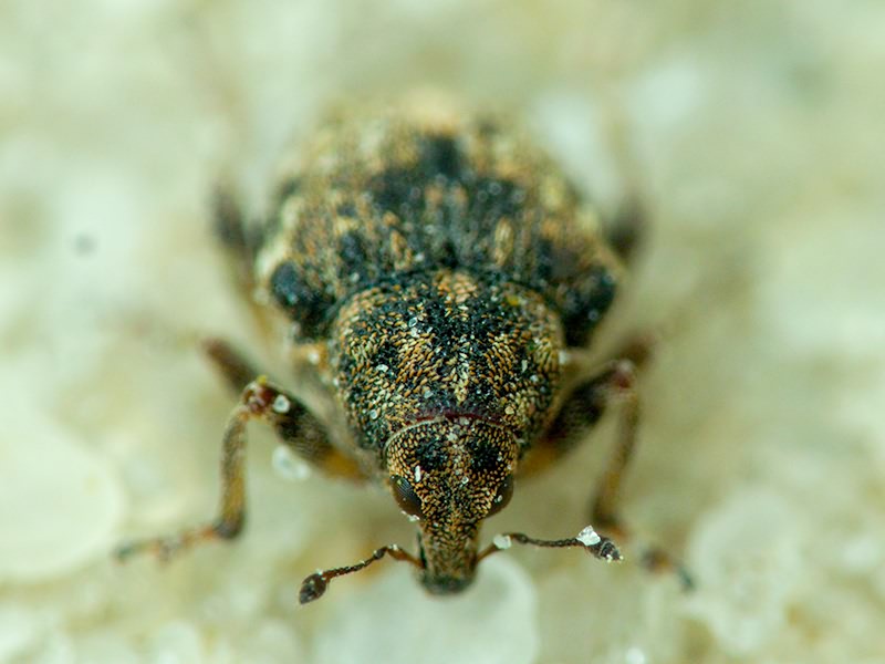 Rhinoncus bruchoides (Herbst, 1784)